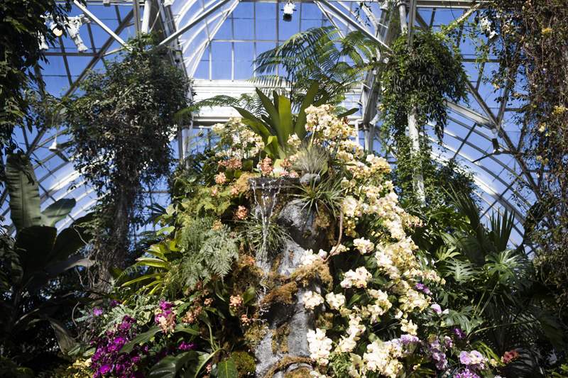 NYBG Orchid Show CityRover Walks NY